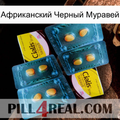 Африканский Черный Муравей cialis5